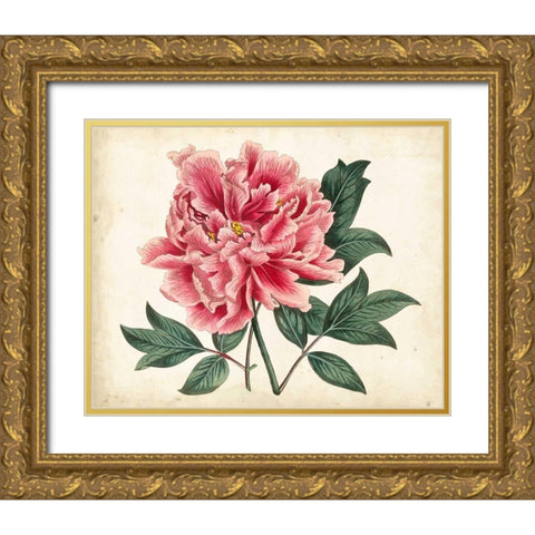 Peony Garden I Gold Ornate Wood Framed Art Print with Double Matting by Curtis