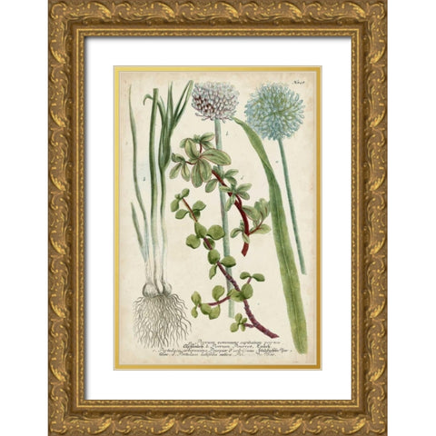 Allium Gold Ornate Wood Framed Art Print with Double Matting by Weinmann