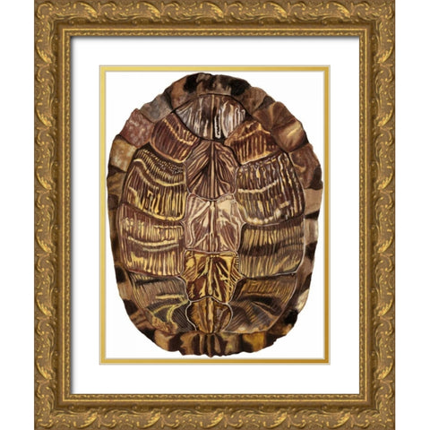 Tortoise Shell Detail I Gold Ornate Wood Framed Art Print with Double Matting by McCavitt, Naomi