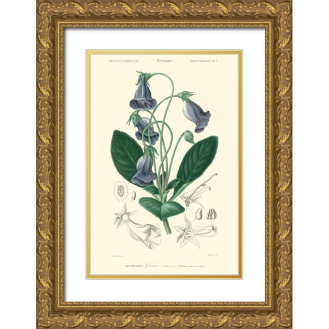 Embellished Floral Botanique I Gold Ornate Wood Framed Art Print with Double Matting by DOrbigny, N.Charles
