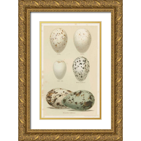 Antique Bird Egg Study II Gold Ornate Wood Framed Art Print with Double Matting by Seehohm, Henry