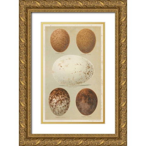 Antique Bird Egg Study III Gold Ornate Wood Framed Art Print with Double Matting by Seehohm, Henry