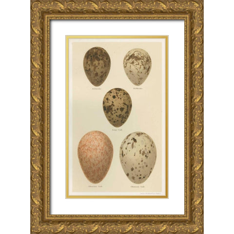 Antique Bird Egg Study IV Gold Ornate Wood Framed Art Print with Double Matting by Seehohm, Henry