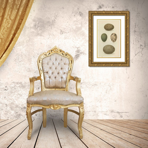 Antique Bird Egg Study V Gold Ornate Wood Framed Art Print with Double Matting by Seehohm, Henry
