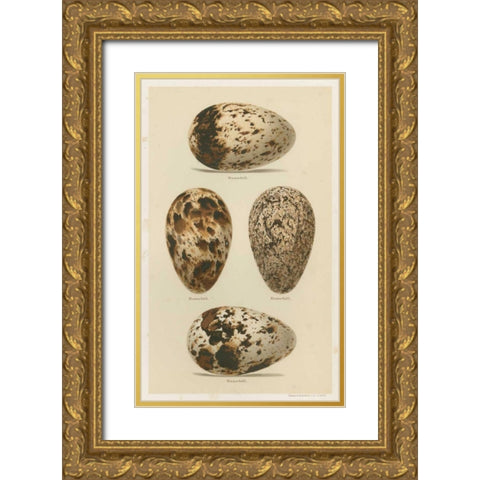 Antique Bird Egg Study VI Gold Ornate Wood Framed Art Print with Double Matting by Seehohm, Henry