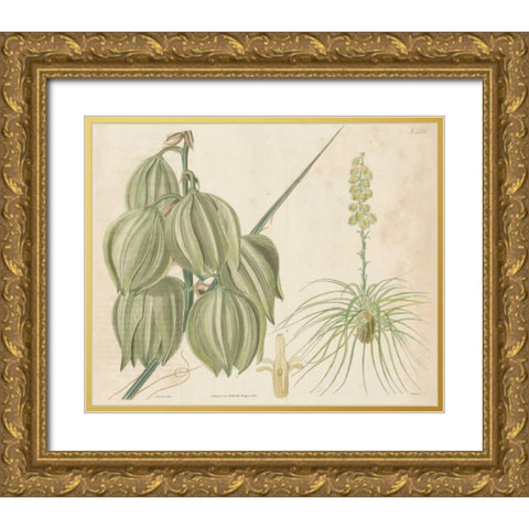 Tropical Curtis Botanical I Gold Ornate Wood Framed Art Print with Double Matting by Curtis