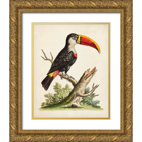 Edwards Toucan Gold Ornate Wood Framed Art Print with Double Matting by George Edwards