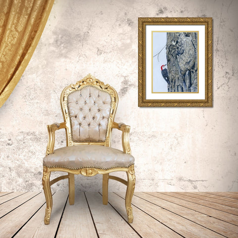 Red Bellied Woodpecker I Gold Ornate Wood Framed Art Print with Double Matting by Szatkowski, Fred