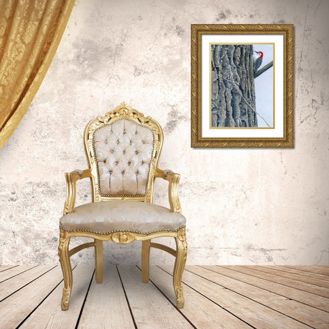 Red Bellied Woodpecker II Gold Ornate Wood Framed Art Print with Double Matting by Szatkowski, Fred