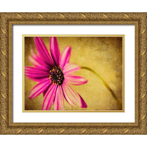 Fuchsia Daisy III Gold Ornate Wood Framed Art Print with Double Matting by Malek, Honey