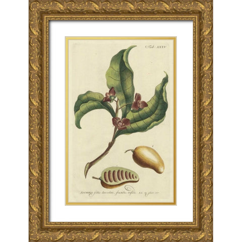Miller Foliage and Fruit II Gold Ornate Wood Framed Art Print with Double Matting by Miller, Dianne