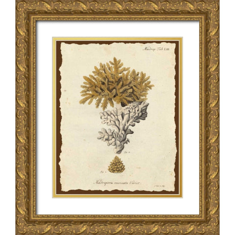 Natura Coral III Gold Ornate Wood Framed Art Print with Double Matting by Esper, Johann