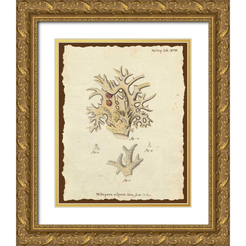 Natura Coral VI Gold Ornate Wood Framed Art Print with Double Matting by Esper, Johann
