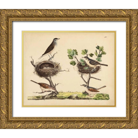 Wrens, Warblers and Nests I Gold Ornate Wood Framed Art Print with Double Matting by Strack, Friedrich