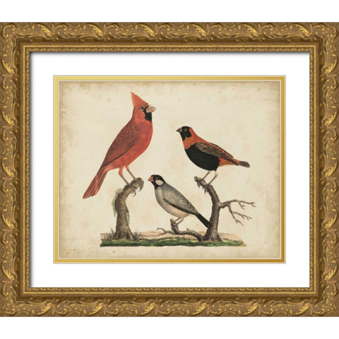 Cardinal and Grosbeak Gold Ornate Wood Framed Art Print with Double Matting by Strack, Friedrich
