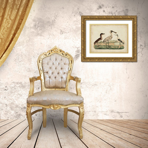 Avocet and Boat-Billed Heron Gold Ornate Wood Framed Art Print with Double Matting by Strack, Friedrich