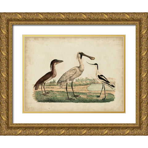 Avocet and Boat-Billed Heron Gold Ornate Wood Framed Art Print with Double Matting by Strack, Friedrich