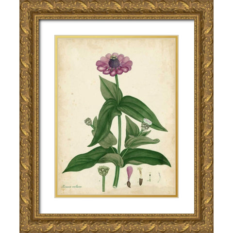 Antique Zinnia Gold Ornate Wood Framed Art Print with Double Matting by Andrews, Henry