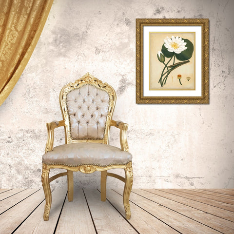 White Water Lily Gold Ornate Wood Framed Art Print with Double Matting by Andrews, Henry