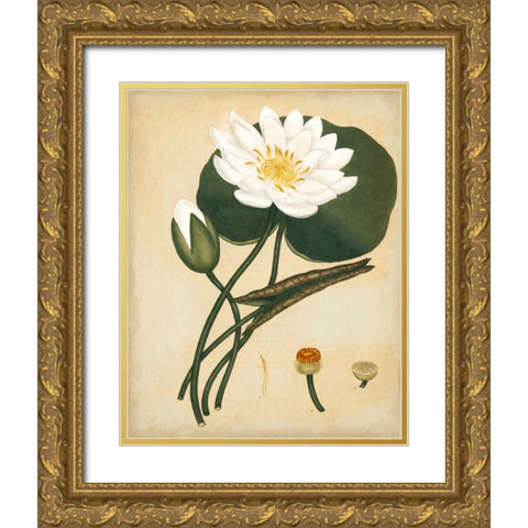 White Water Lily Gold Ornate Wood Framed Art Print with Double Matting by Andrews, Henry