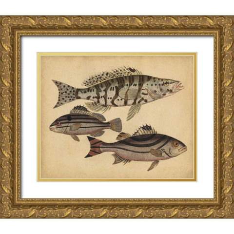 Species of Fish I Gold Ornate Wood Framed Art Print with Double Matting by Strack, Friedrich