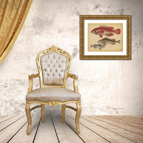 Species of Fish II Gold Ornate Wood Framed Art Print with Double Matting by Strack, Friedrich