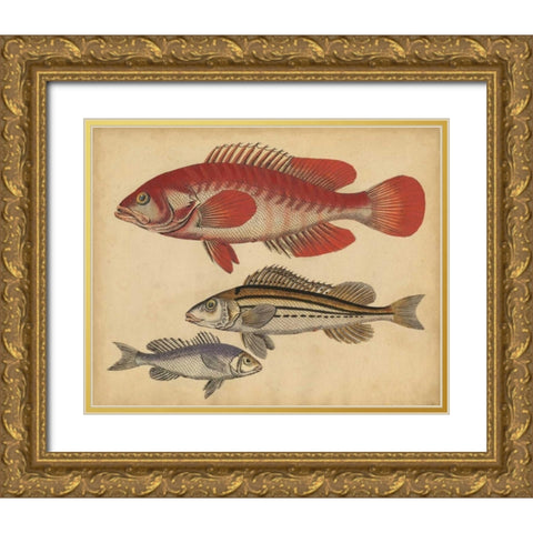 Species of Fish II Gold Ornate Wood Framed Art Print with Double Matting by Strack, Friedrich