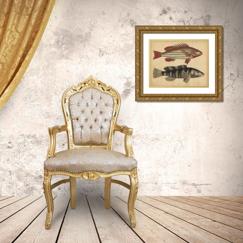 Species of Fish III Gold Ornate Wood Framed Art Print with Double Matting by Strack, Friedrich