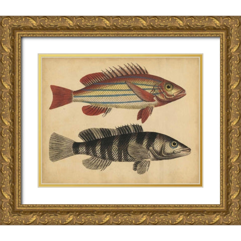 Species of Fish III Gold Ornate Wood Framed Art Print with Double Matting by Strack, Friedrich