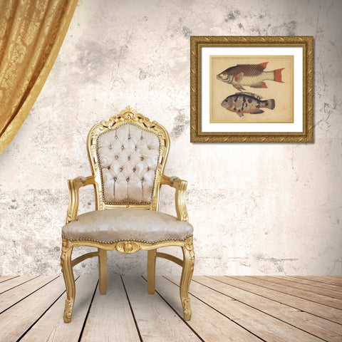 Species of Fish IV Gold Ornate Wood Framed Art Print with Double Matting by Strack, Friedrich