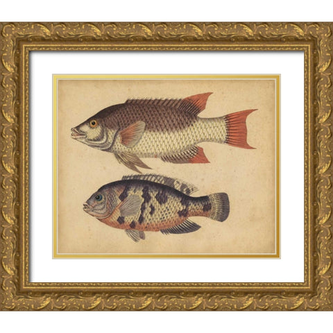 Species of Fish IV Gold Ornate Wood Framed Art Print with Double Matting by Strack, Friedrich