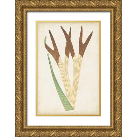 Fern Family II Gold Ornate Wood Framed Art Print with Double Matting by Lowe