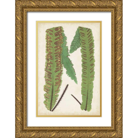 Fern Family III Gold Ornate Wood Framed Art Print with Double Matting by Lowe
