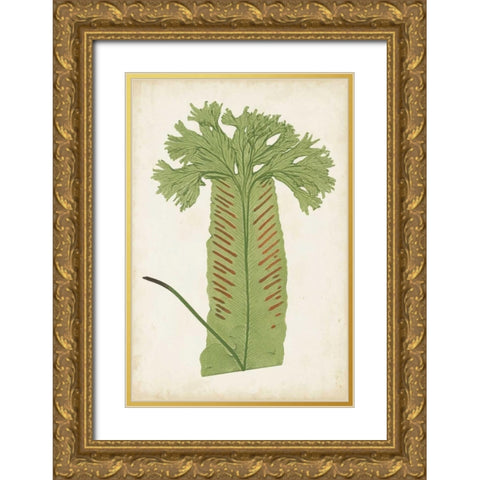 Fern Family V Gold Ornate Wood Framed Art Print with Double Matting by Lowe