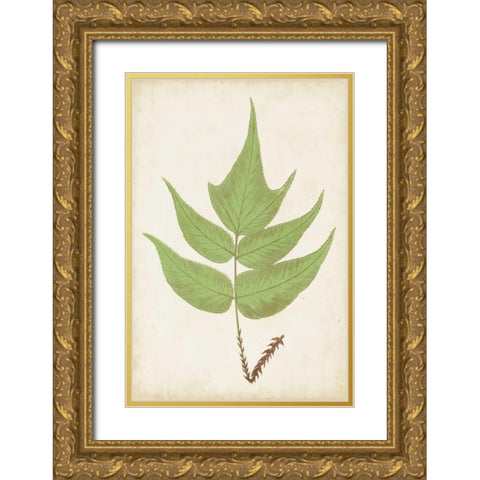 Fern Family VII Gold Ornate Wood Framed Art Print with Double Matting by Lowe