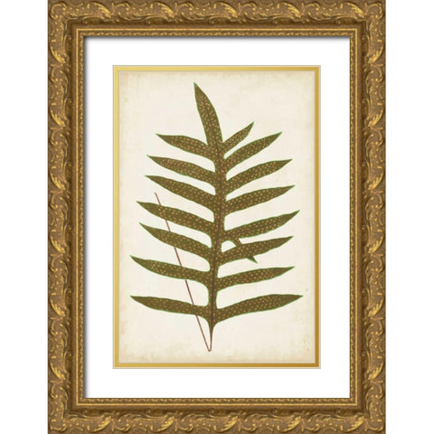 Fern Family VIII Gold Ornate Wood Framed Art Print with Double Matting by Lowe