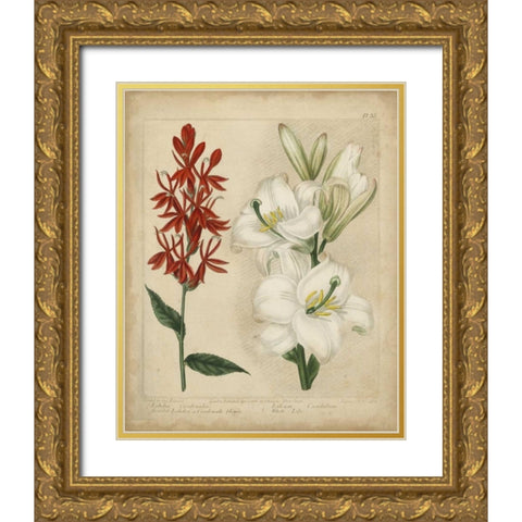 Scarlet Beauty I Gold Ornate Wood Framed Art Print with Double Matting by Edwards, Sydenham