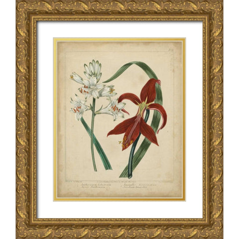 Scarlet Beauty II Gold Ornate Wood Framed Art Print with Double Matting by Edwards, Sydenham