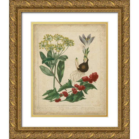 Scarlet Beauty IV Gold Ornate Wood Framed Art Print with Double Matting by Edwards, Sydenham
