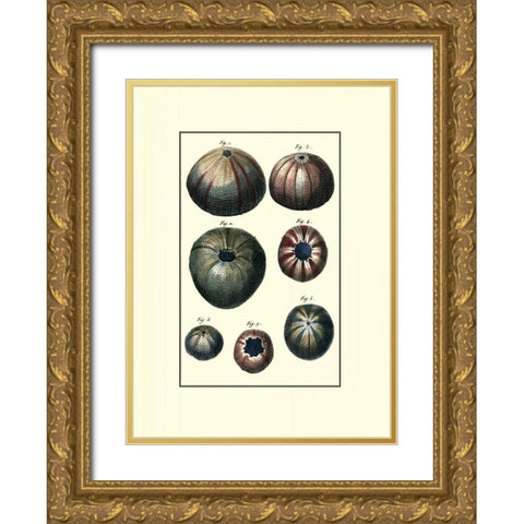 Custom Sea Shell IV Gold Ornate Wood Framed Art Print with Double Matting by Diderot