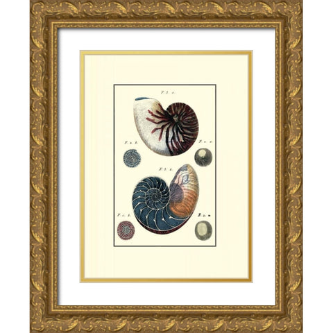 Custom Sea Shell VI Gold Ornate Wood Framed Art Print with Double Matting by Diderot