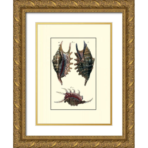 Custom Sea Shell VIII Gold Ornate Wood Framed Art Print with Double Matting by Diderot