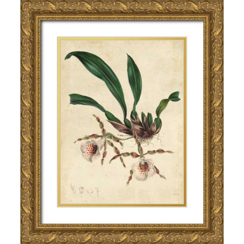 Sophisticated Orchid II Gold Ornate Wood Framed Art Print with Double Matting by Unknown