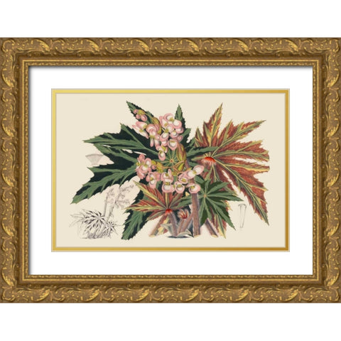 Begonia Varieties I Gold Ornate Wood Framed Art Print with Double Matting by Stroobant
