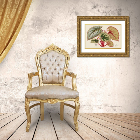 Begonia Varieties IV Gold Ornate Wood Framed Art Print with Double Matting by Stroobant