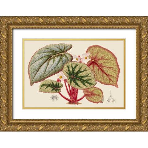 Begonia Varieties IV Gold Ornate Wood Framed Art Print with Double Matting by Stroobant