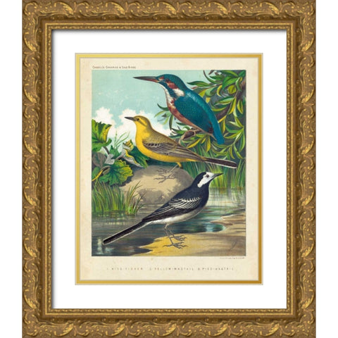 King-fisher and Wagtails Gold Ornate Wood Framed Art Print with Double Matting by Cassell