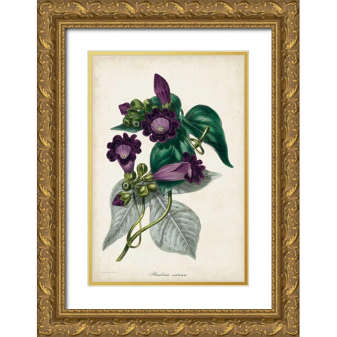 Plum Foxgloves Gold Ornate Wood Framed Art Print with Double Matting by Paxton