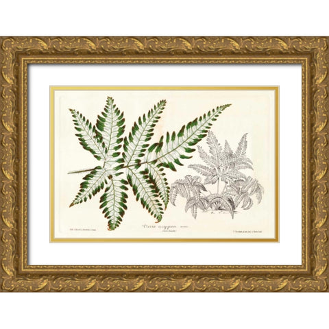 Fern Leaf Foliage II Gold Ornate Wood Framed Art Print with Double Matting by Stroobant