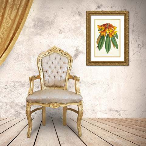 Tropical Rhododendron II Gold Ornate Wood Framed Art Print with Double Matting by Van Houtteano, Horto